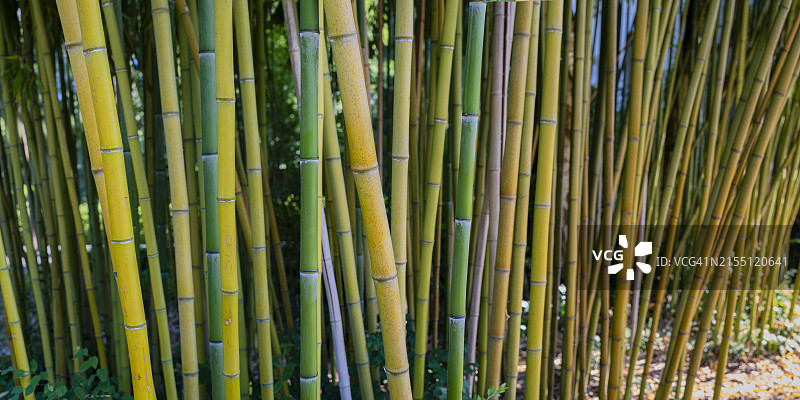 粗糙的黄色竹子，金明竹，博登湖地区，巴登-符腾堡州，德国，欧洲图片素材