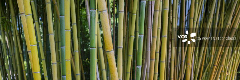 粗糙的黄色竹子，金明竹，博登湖地区，巴登-符腾堡州，德国，欧洲图片素材