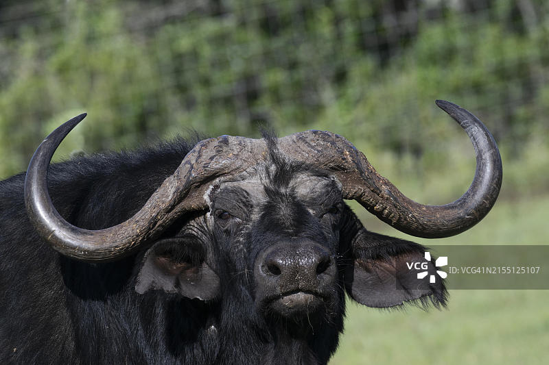 非洲水牛（Syncerus caffer），非洲南非东开普省奥希纳私人禁猎区图片素材