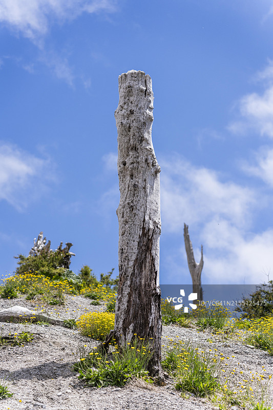 智利卡雷特拉奥斯特拉尔柴滕火山喷发后被烧毁的树木图片素材