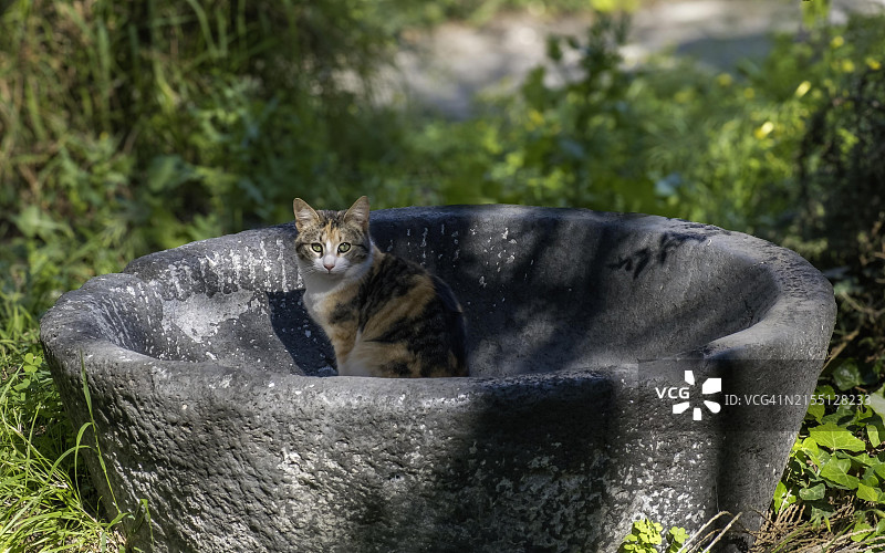 猫科动物（家猫），三色玳瑁猫，罗德岛，希腊图片素材