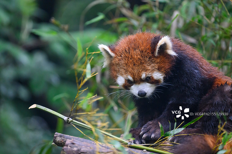 丛林中的红熊猫图片素材