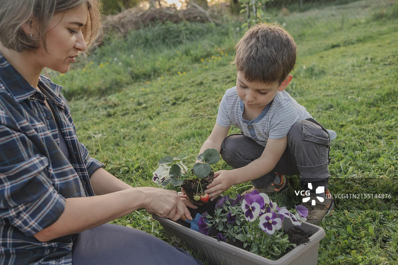 男孩和母亲在花园里种植花卉图片素材