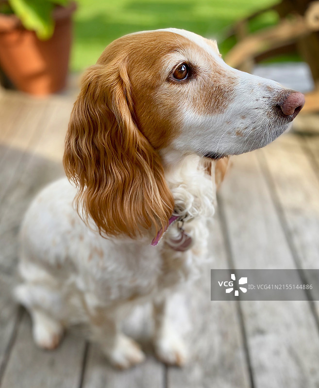 坐在家庭花园里的可爱可卡犬图片素材