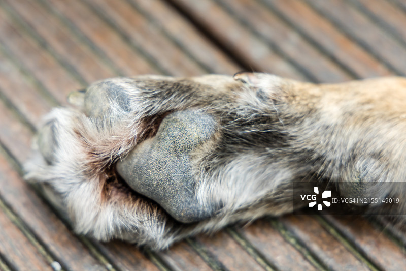 狗爪特写图片素材