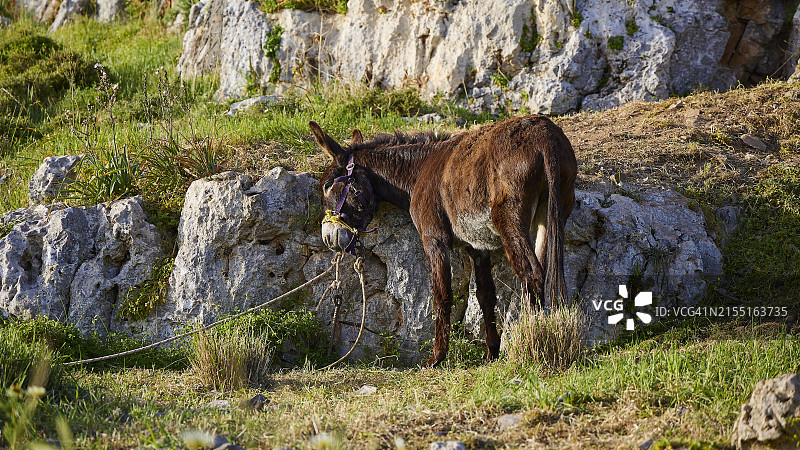 棕色驴子，用缰绳系在石头旁的绳子上，位于希腊罗德岛图片素材