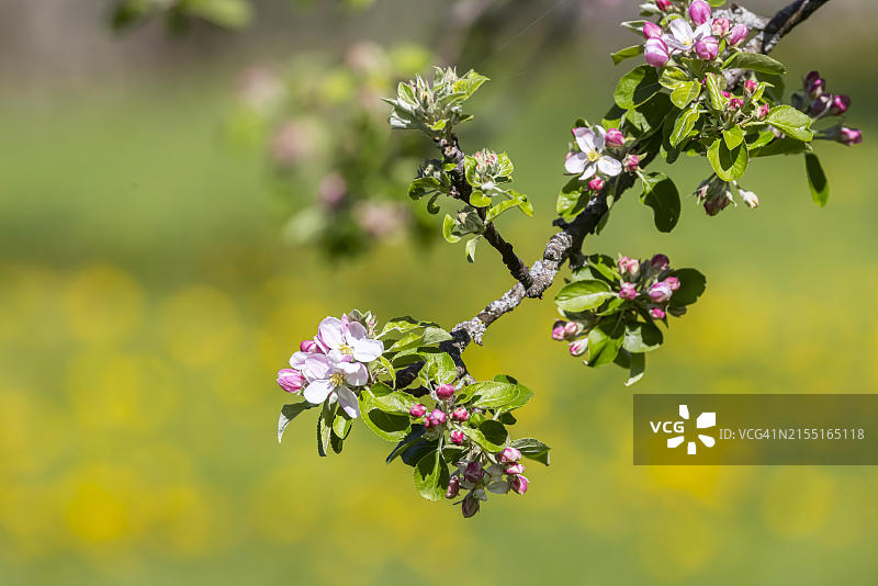 士瓦本阿尔布果园中的果树图片素材