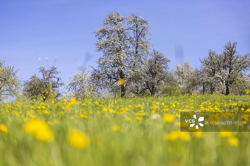 士瓦本阿尔布果园中的果树图片素材