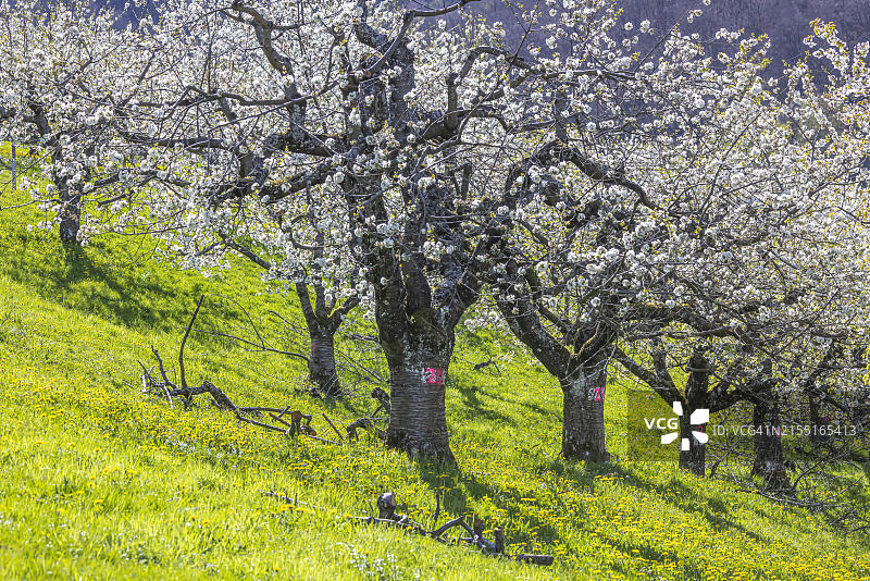德国巴登-符腾堡州阿尔布特劳夫的樱花图片素材