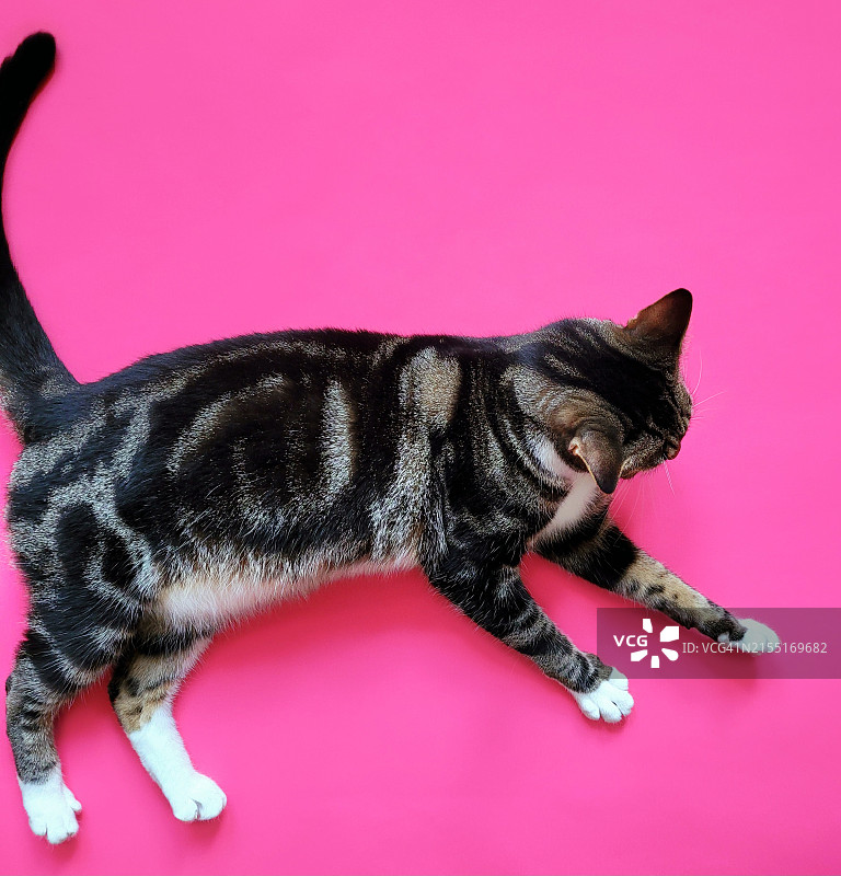 猫咪躺在霓虹粉色背景上图片素材
