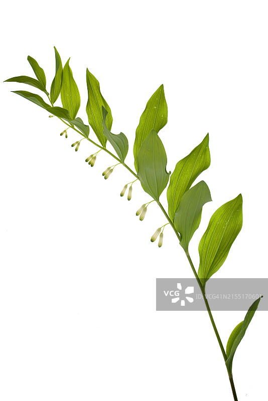 白屈菜(Polygonatum multiflorum),白色背景,德国巴伐利亚图片素材