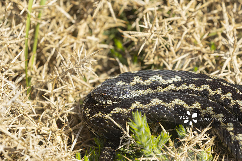 欧洲蝰蛇，成年蛇在金雀花丛中晒太阳，英国图片素材