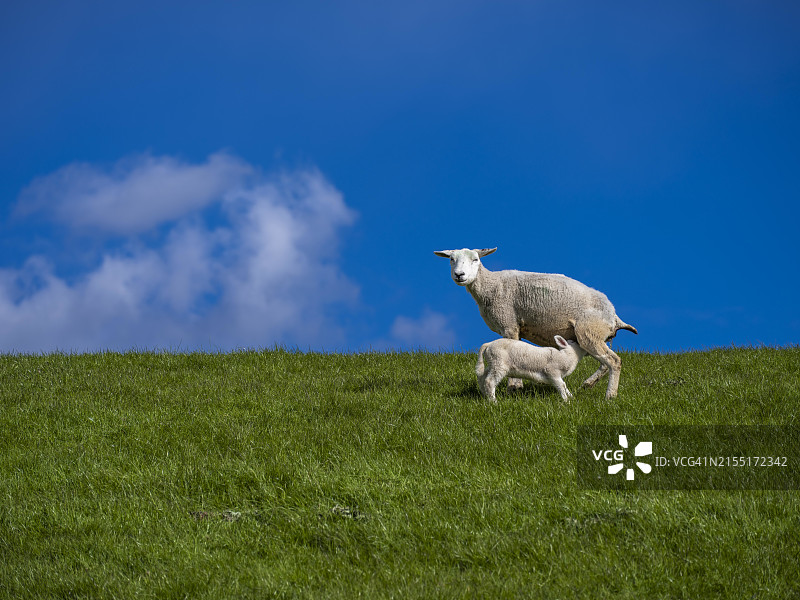 德国下萨克森希尔根里德希尔北海沿岸，绵羊在堤坝上给小羊羔哺乳图片素材