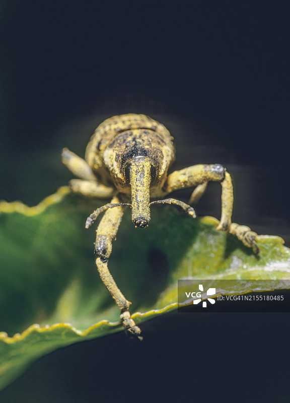 象鼻虫属（马达加斯加）图片素材
