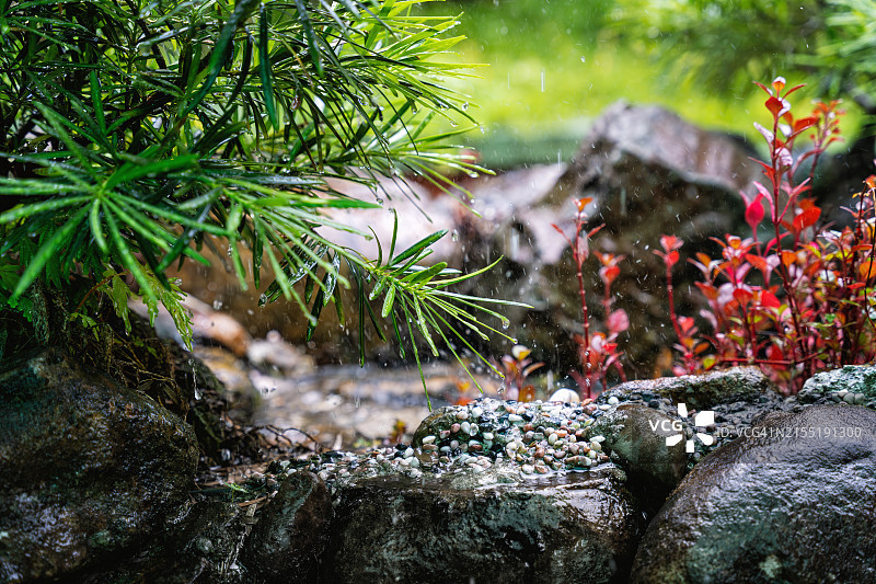 宁静花园中植物和岩石上的雨滴图片素材