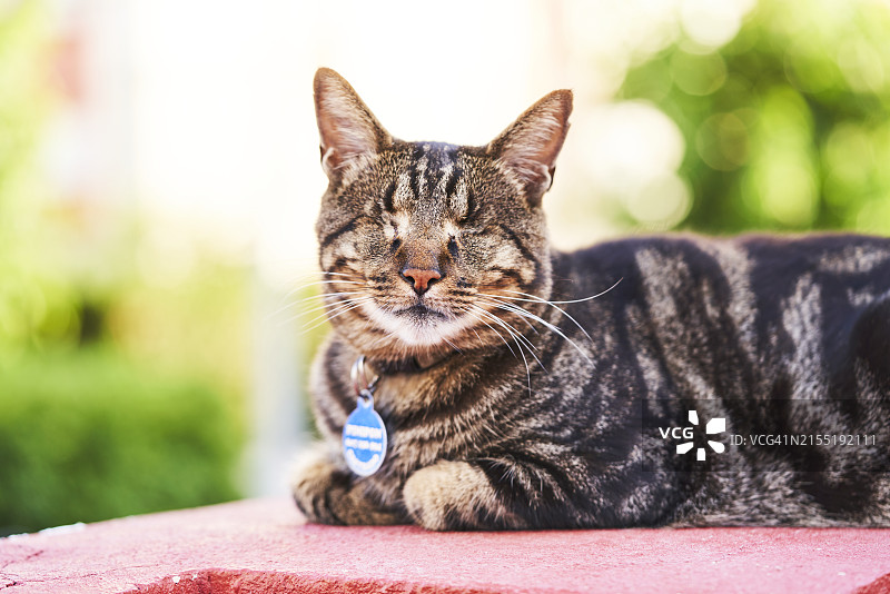 闭着眼睛躺在街边人行道上的可爱小猫肖像，正面视角图片素材