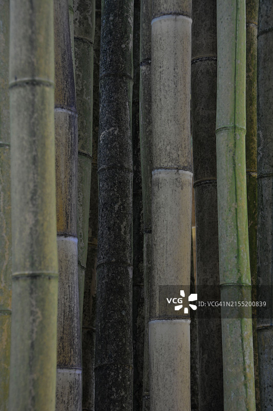 法国竹子特写图片素材