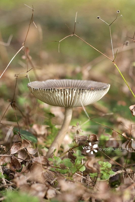 秋季森林中落叶下的蘑菇图片素材
