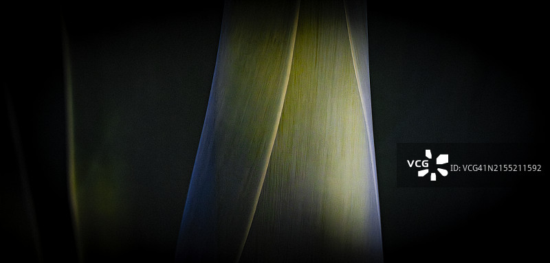 龙舌兰叶子的细节图片素材