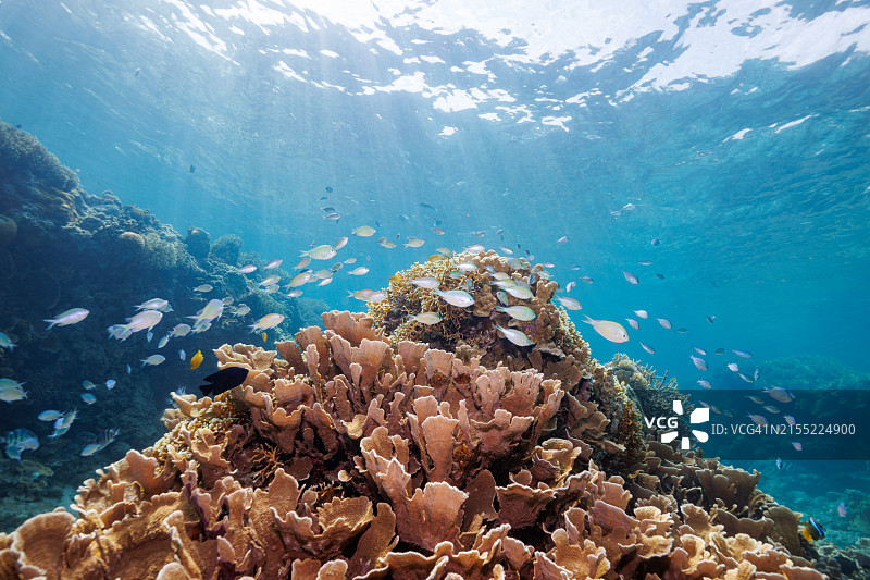 美丽白色海滩和珊瑚礁中的密鳞乌尾鮗鱼群图片素材