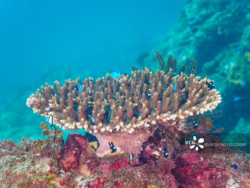 美丽的桌面珊瑚和可爱的幼鱼群图片素材