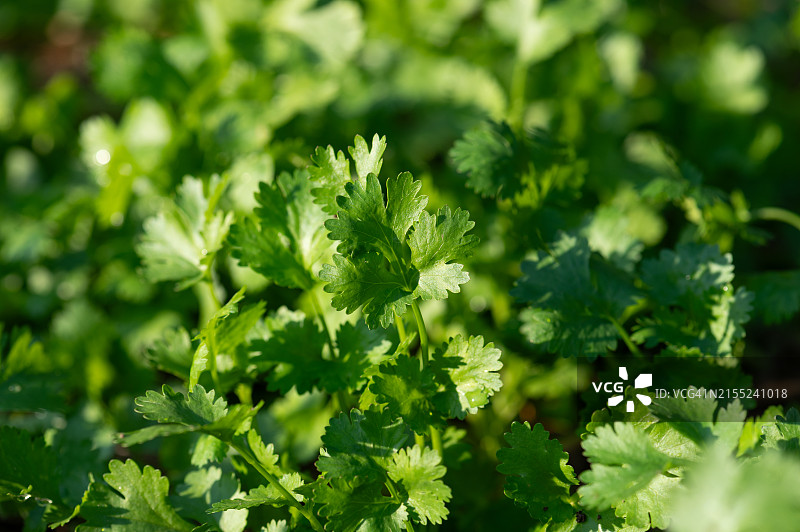 阳光下的新鲜绿色香菜叶图片素材