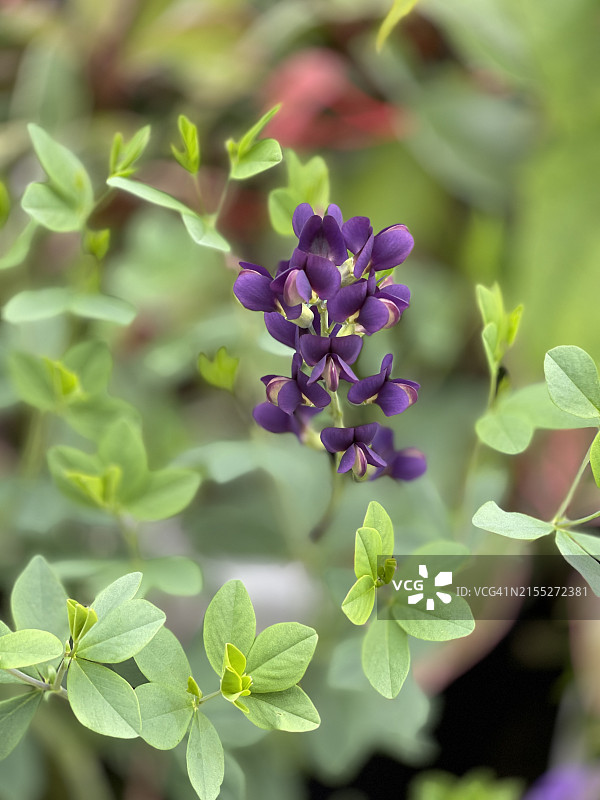 特写镜头下的蓝色野生靛蓝植物（Baptisia Australis）图片素材