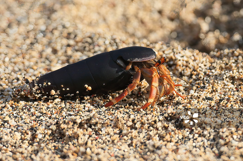 寄居蟹图片素材
