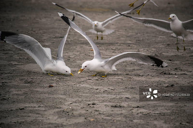 两只海鸥为食物在沙滩上争斗图片素材