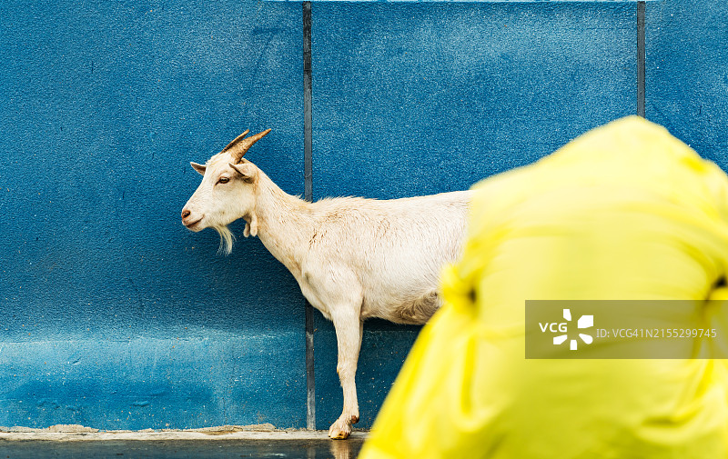 蓝色背景墙与山羊图片素材