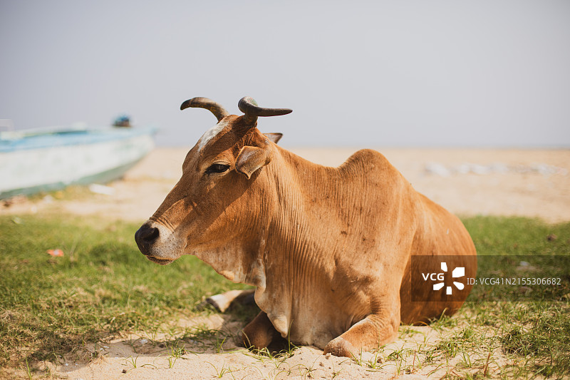 奶牛和印第安海滩图片素材