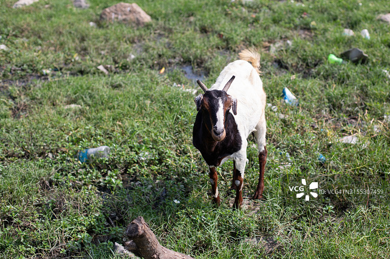 科瓦兰渔村，金奈图片素材