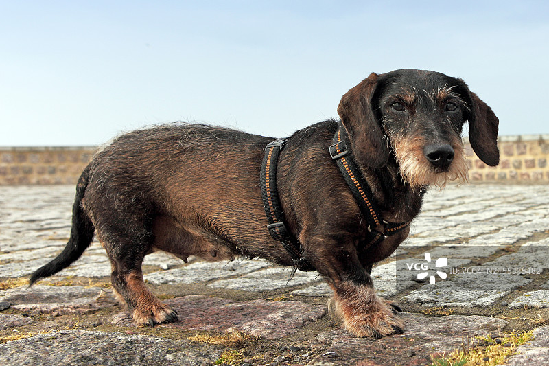 看着镜头的腊肠犬图片素材