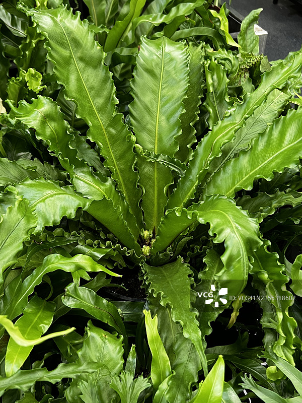 近距离观察的日本鸟巢蕨图片素材