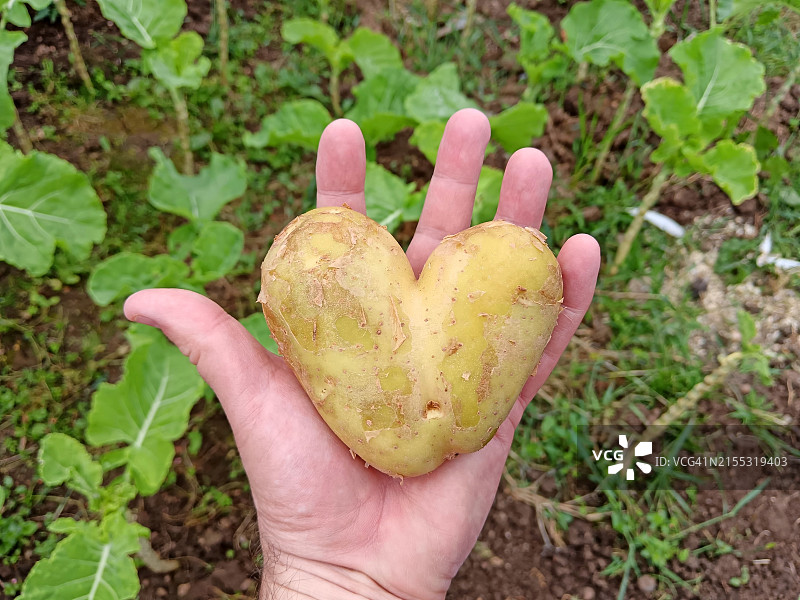 心形土豆在手中图片素材