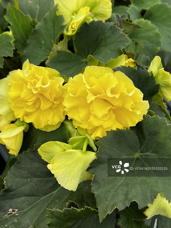 盛开的黄色块茎秋海棠（Begonia Tuberhybrida）特写图片素材
