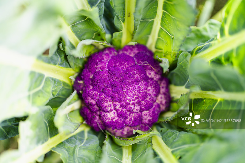 新鲜的紫色花椰菜特写图片素材