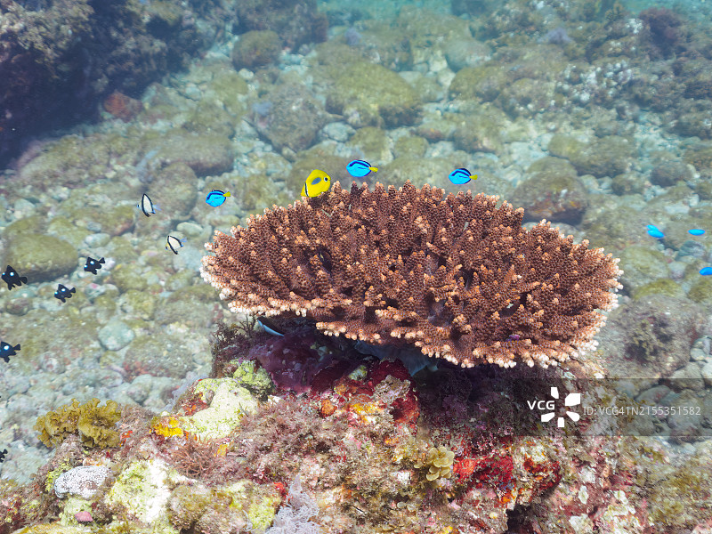 美丽的桌面珊瑚和可爱的幼鱼群图片素材