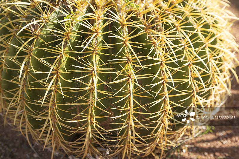 金琥仙人掌图片素材