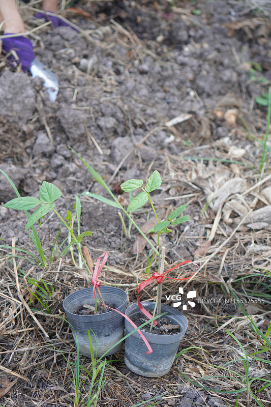 盆栽树木图片素材