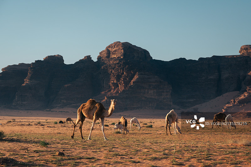 约旦著名红色沙漠瓦迪拉姆的清晨图片素材
