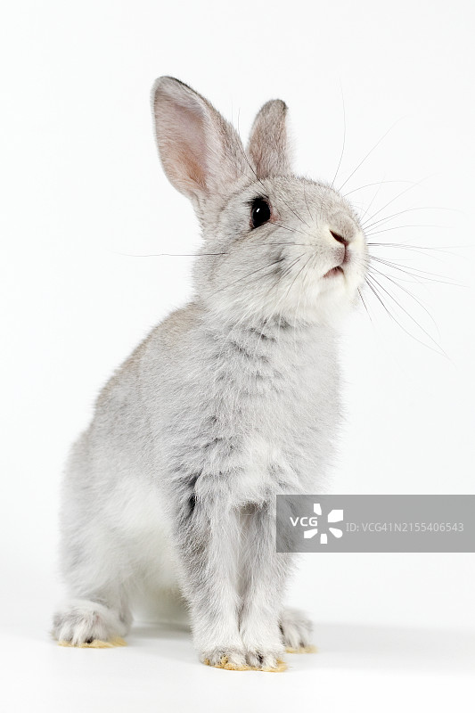 白色背景上的一只灰色小兔子图片素材