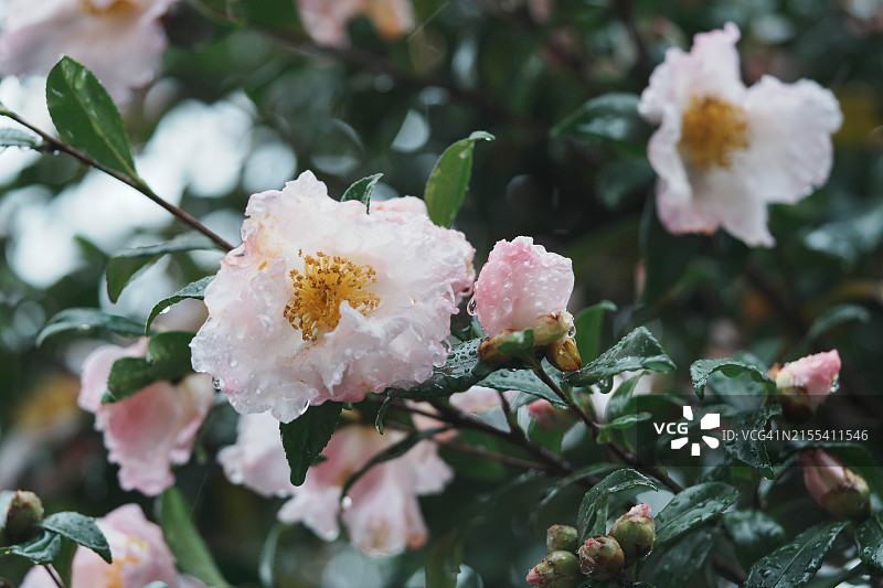山茶花图片素材