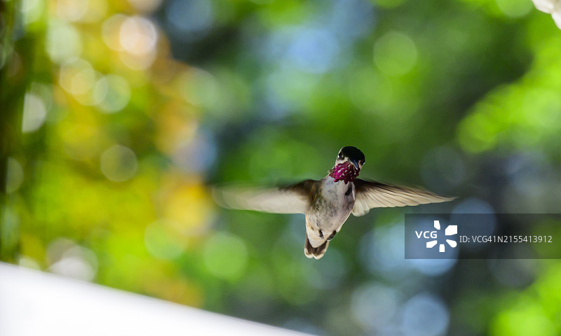 蜂鸟飞舞图片素材
