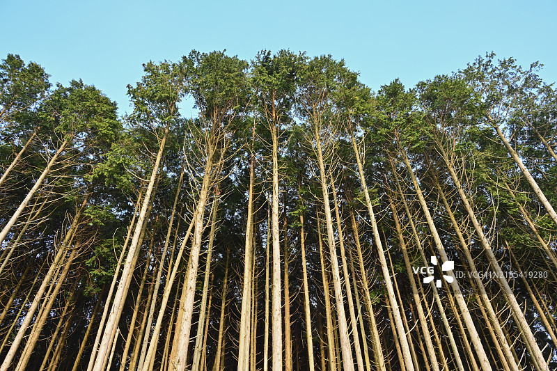 韩国济州岛 secret forest图片素材