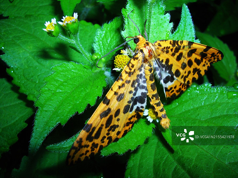 黄翅胡椒蛾图片素材