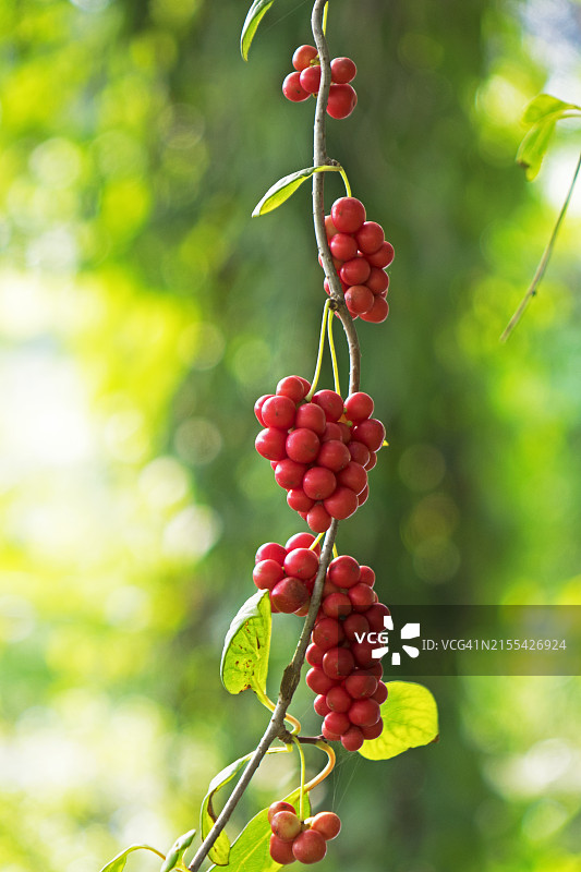 五味子果实图片素材