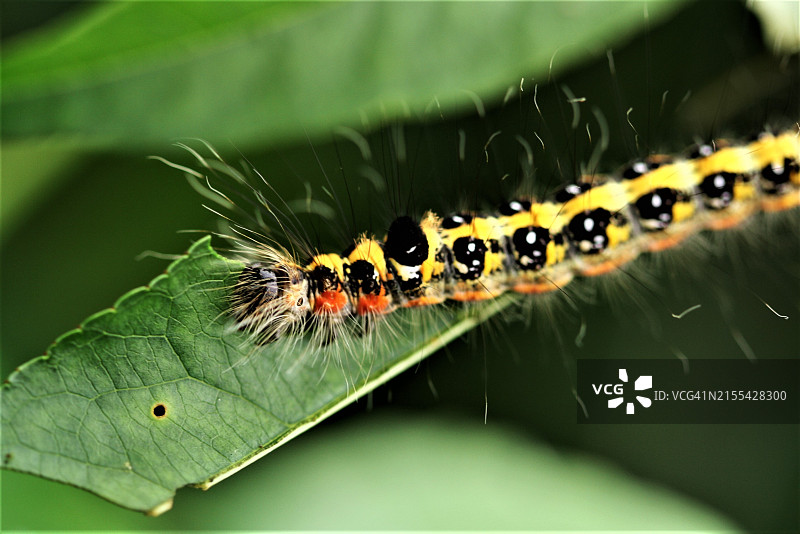 毒蛾、毛毛虫图片素材