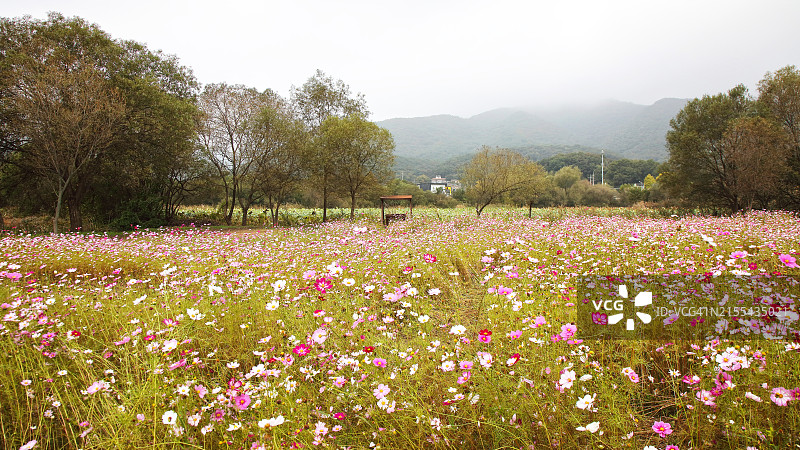 水景园，波斯菊花海图片素材