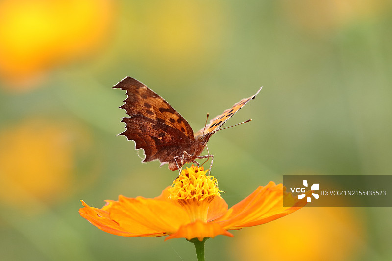 四脚蝴蝶图片素材